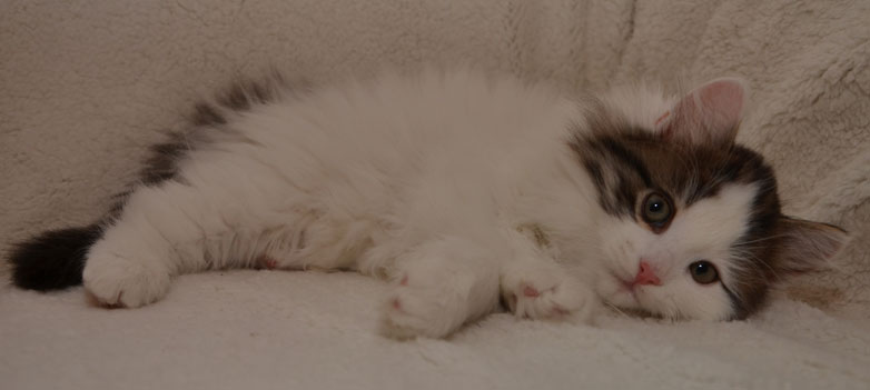 sibirisk kattunge Quincy