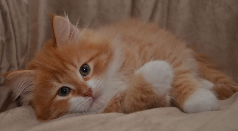 sibirisk kattunge Sirius