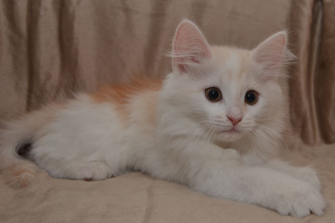 sibirisk kattunge Regulus