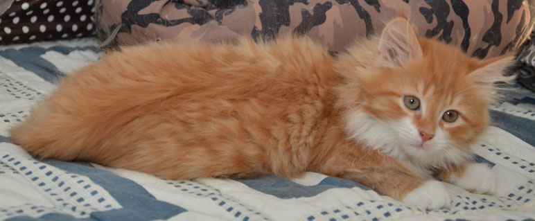 sibirisk kattunge Sirius