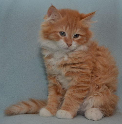 sibirisk kattunge Sirius