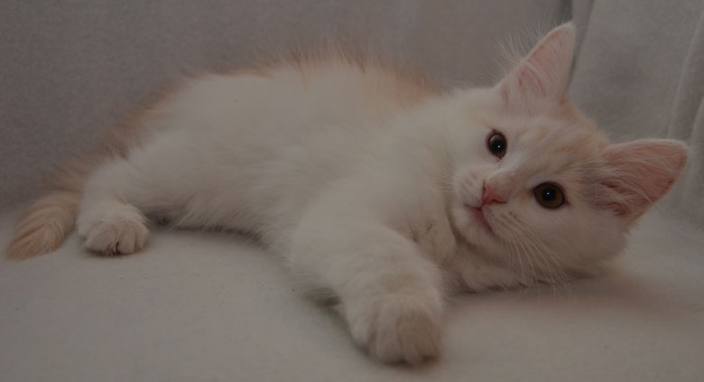 sibirisk kattunge Regulus