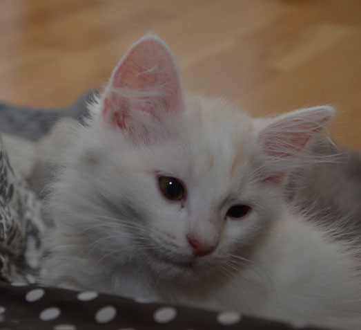sibirisk kattunge Regulus