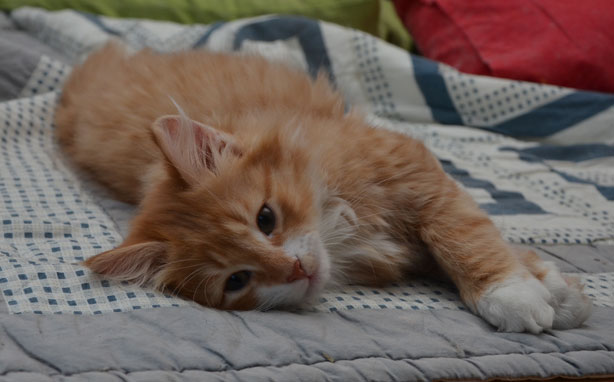 sibirisk kattunge Sirius
