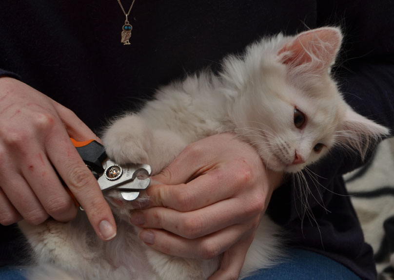 sibirisk kattunge Regulus