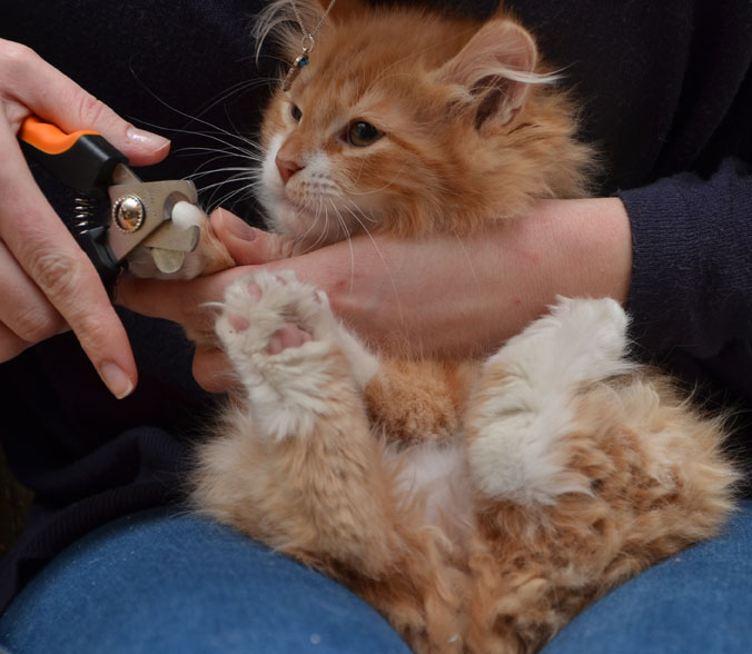 sibirisk katt Sirius