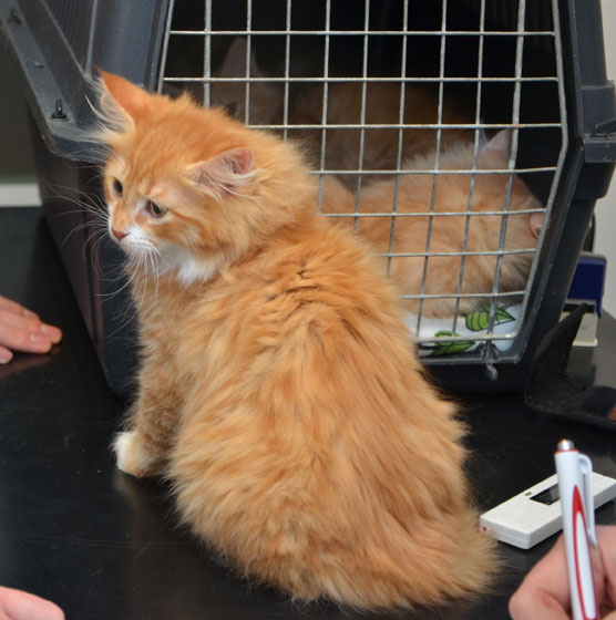 sibirisk kattunge Sirius
