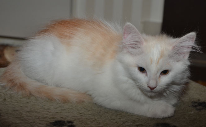 sibirisk kattunge Regulus