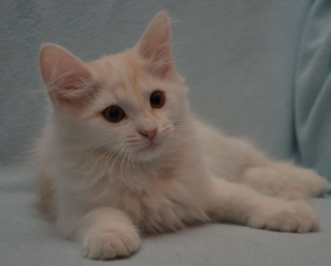 sibirisk kattunge Regulus