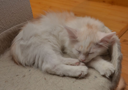sibirisk kattunge Regulus