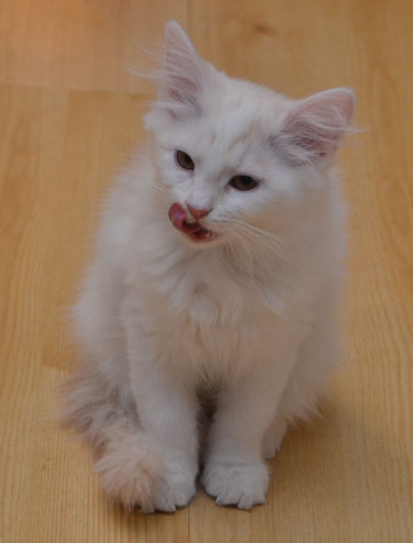 sibirisk kattunge Regulus