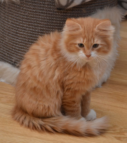 sibirisk kattunge Sirius