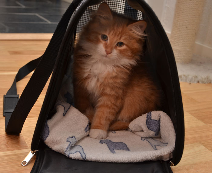sibirisk kattunge Sirius