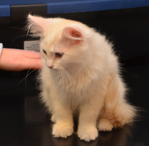sibirisk kattunge Regulus