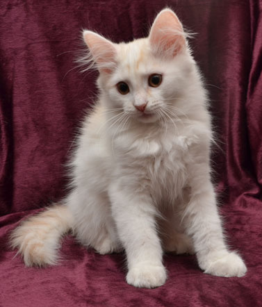 sibirisk kattunge Regulus