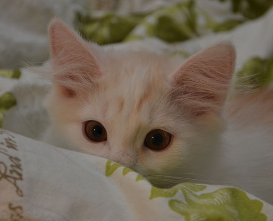 sibirisk katt Regulus