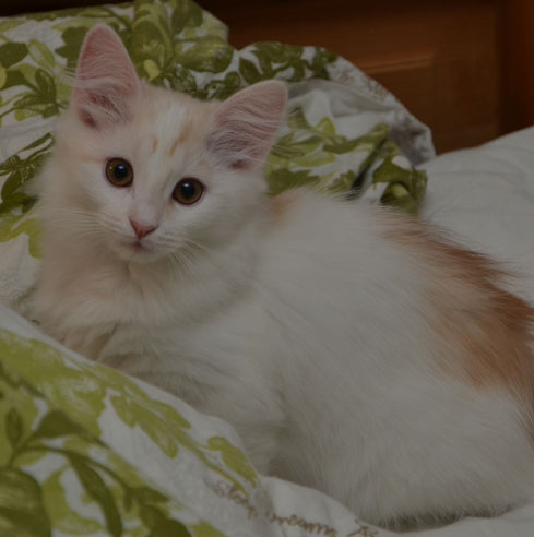 Sibirisk katt Regulus