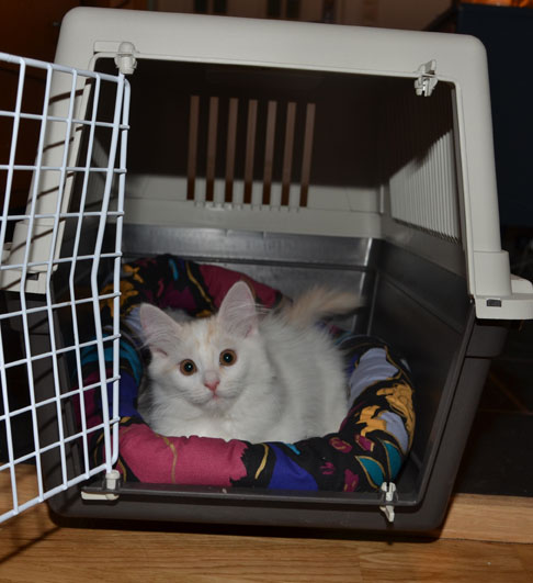 sibirisk kattunge Regulus