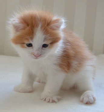 sibirisk kattunge Thor