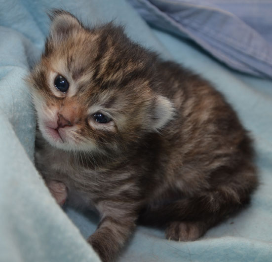 sibirisk kattunge Mantas