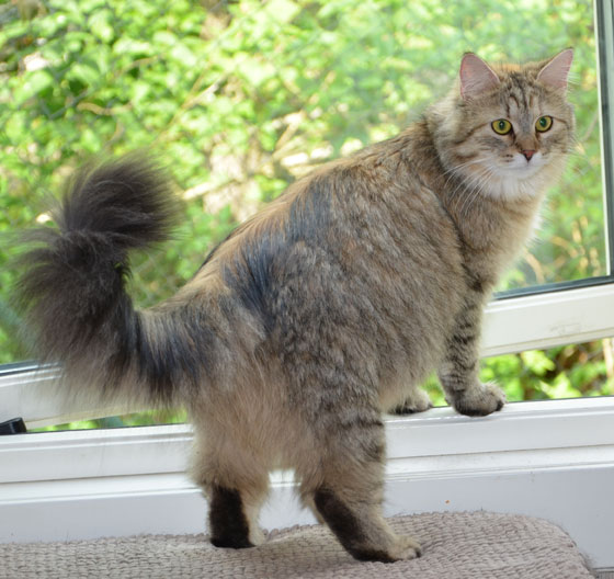 sibirisk katt Mantas Ada