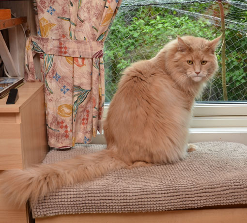 Maine Coon Mantas Mulle