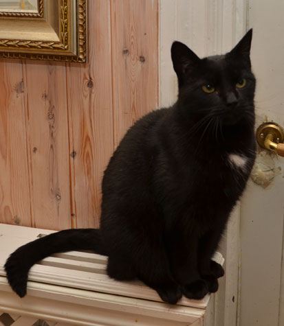 Huskatten Mantas Guldus