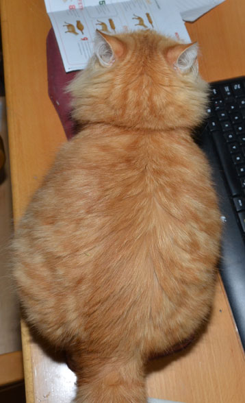 sibirisk katt Queenii