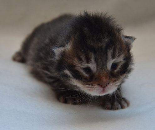 sibirisk kattunge Uranus