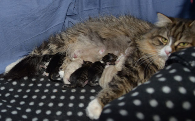 Sibirisk kattungar V-kull