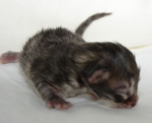 sibirisk kattunge Vincente