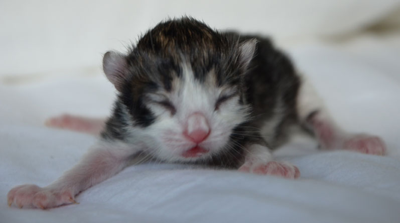 sibirisk kattunge Valentine
