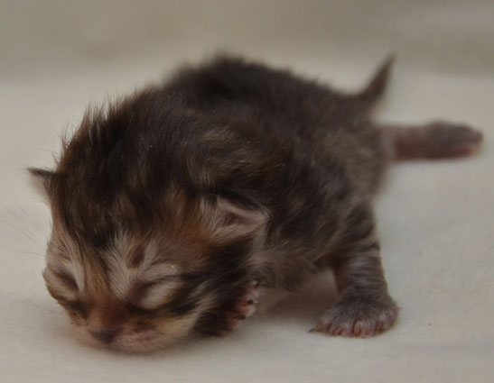 sibirisk kattunge Vincente
