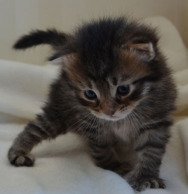 sibirisk kattunge Uranus