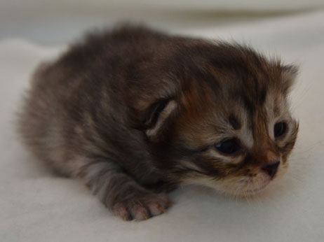 sibieik kattunge Vincwnte