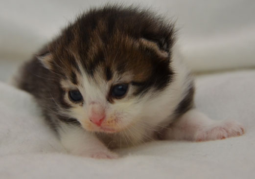 sibirisk kattunge Valentine