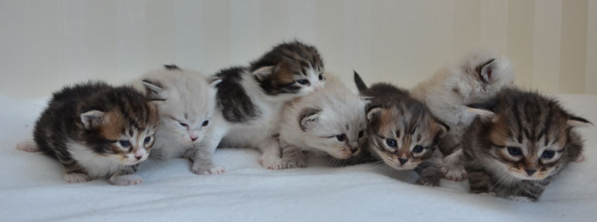sibiriska kattungar V-kull