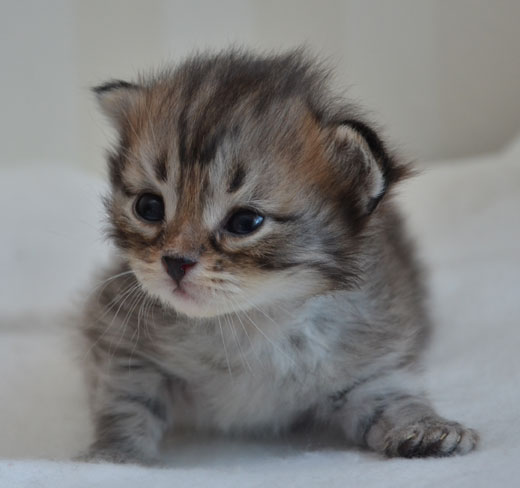 sibirisk kattunge Vincente