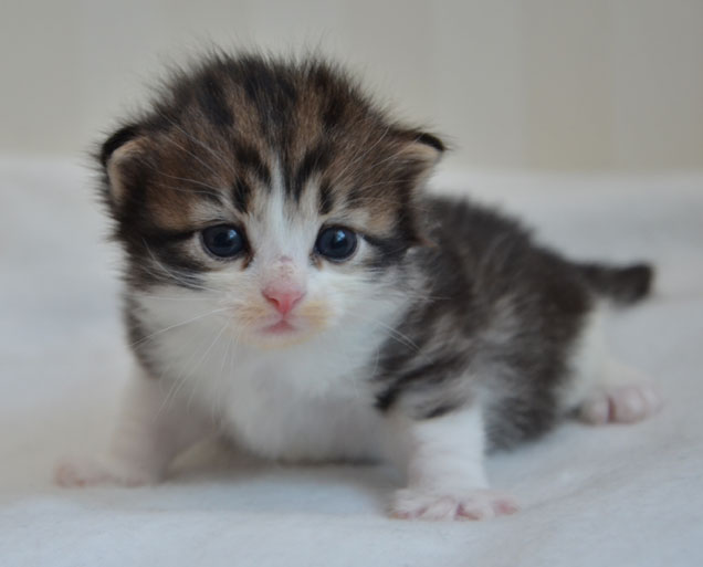 sibirisk kattunge Valentine