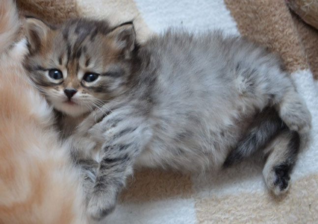 sibirisk kattunge Vincente