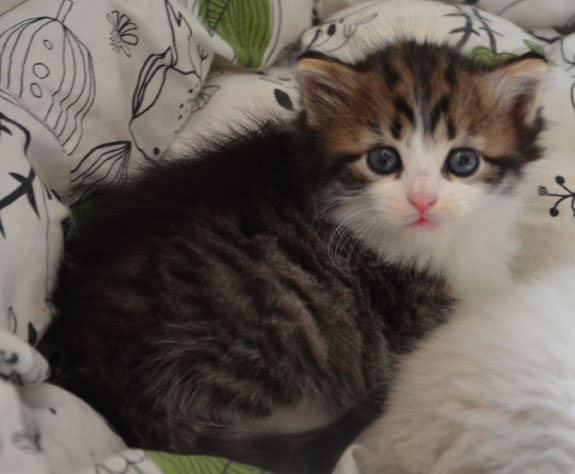 sibirisk kattunge Valentine