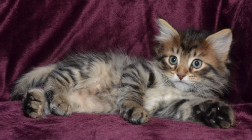 sibirisk kattunge Uranus