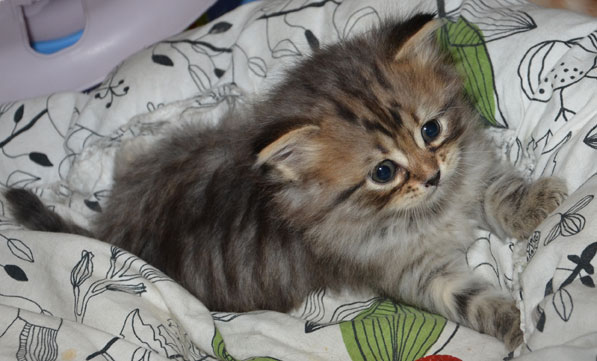 sibirisk kattunge Vincente