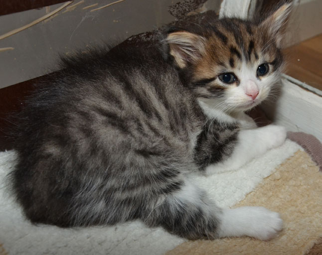 sibirisk kattunge Valentine
