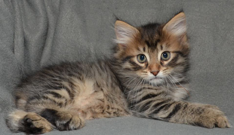 sibirisk kattunge Uranus