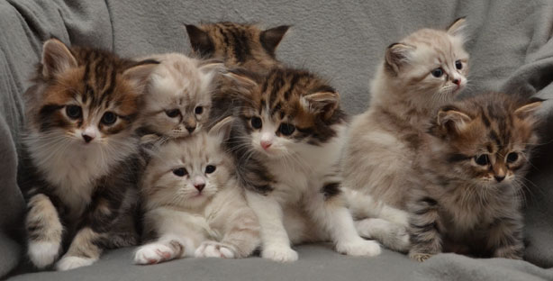 sibirisk kattunge