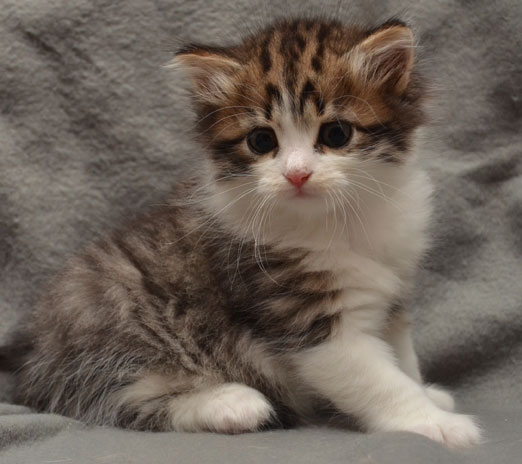 sibirisk kattunge Valentine
