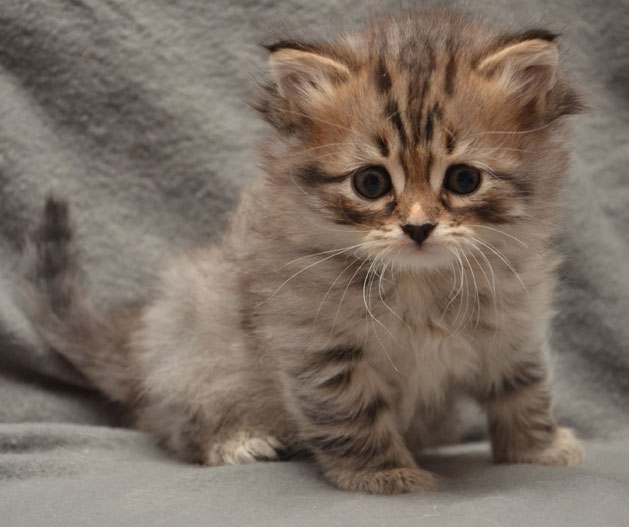 sibirisk kattunge Vincente