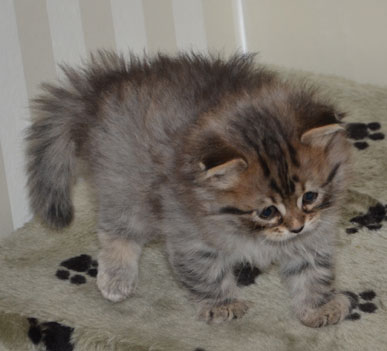 sibirisk kattunge Vincente