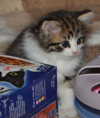 sibirisk kattunge Valentine